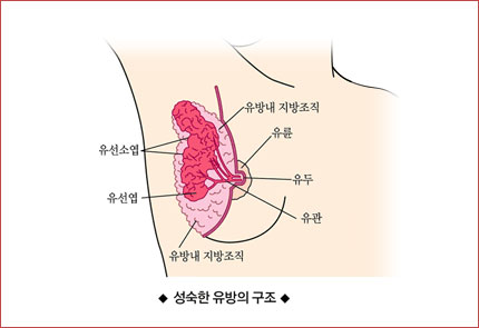 성숙한 유방의 구조